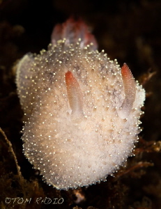 Acanthodoris nanaimoensis
Olympic Peninsula, WA, U.S.A. by Tom Radio 